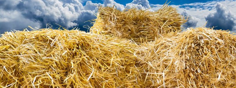 Schadstoff, Schimmel und Inneraumsanierung Dirk Mast